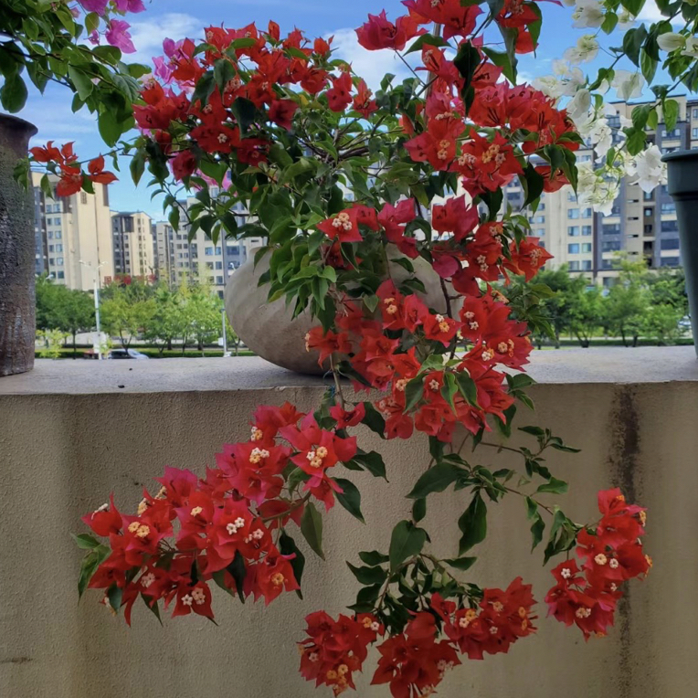 【热火桑巴】三角梅绿植盆栽基底直发