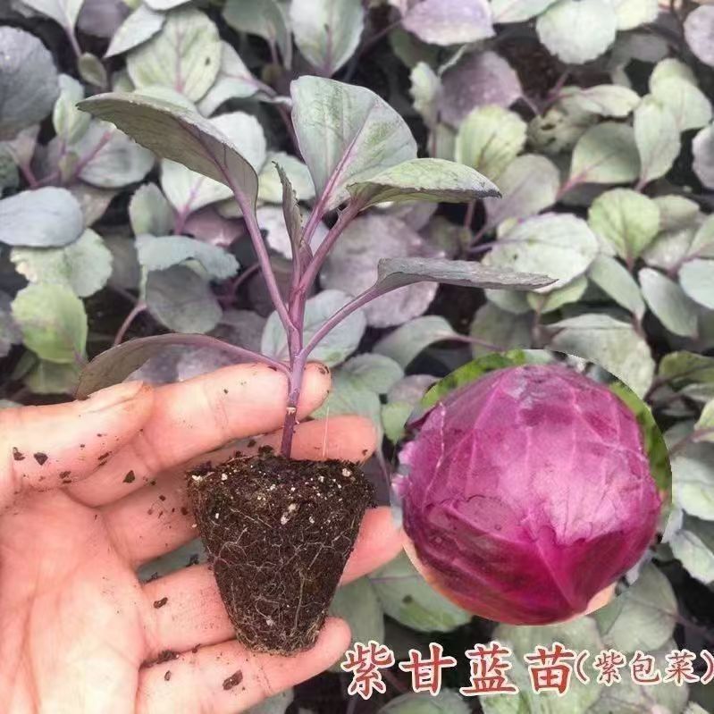 爆款早熟紫甘蓝种苗四季结球包心紫白菜带土球菜苗秋冬甘蓝蔬菜苗
