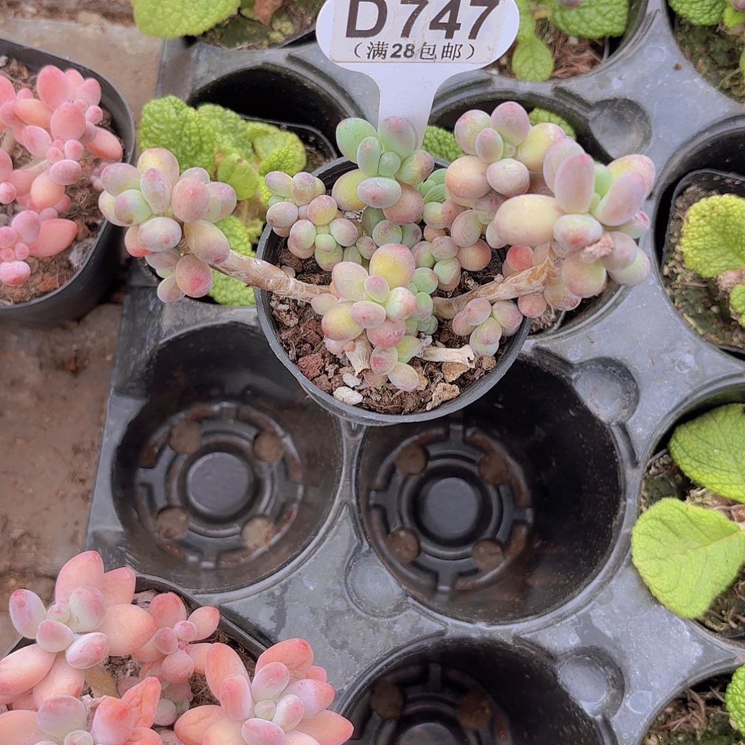 D747苹果奶一物一拍