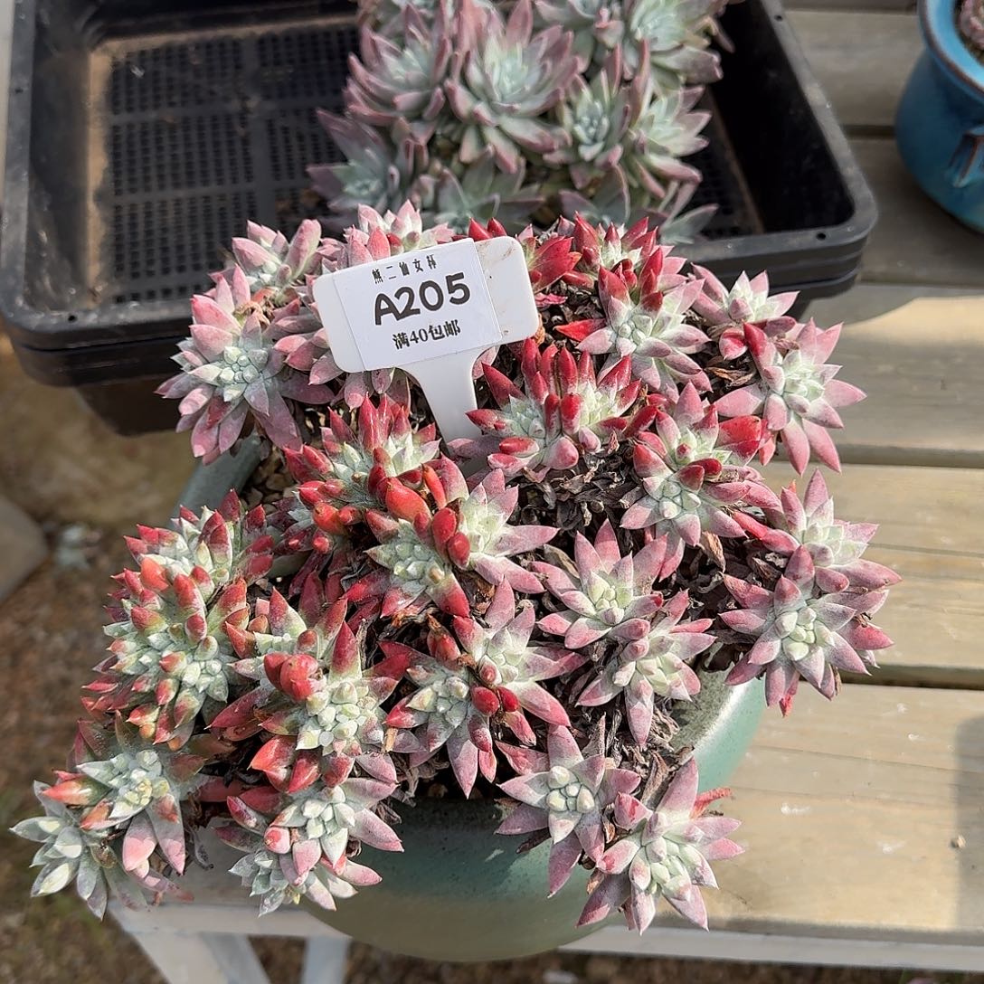 香***下多肉植物仙女杯A205