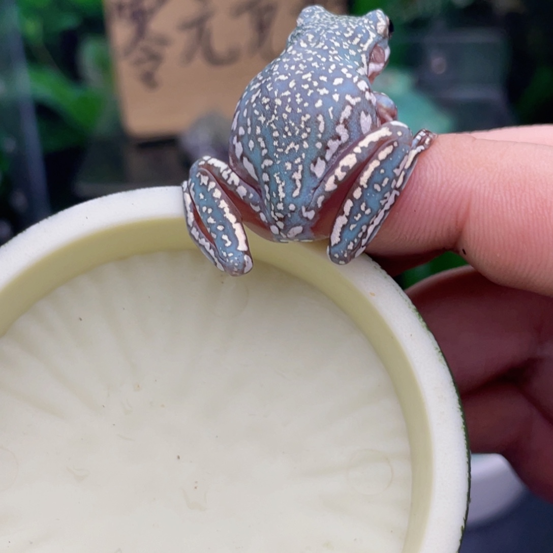 老爷树蛙6号马卡龙暴雪