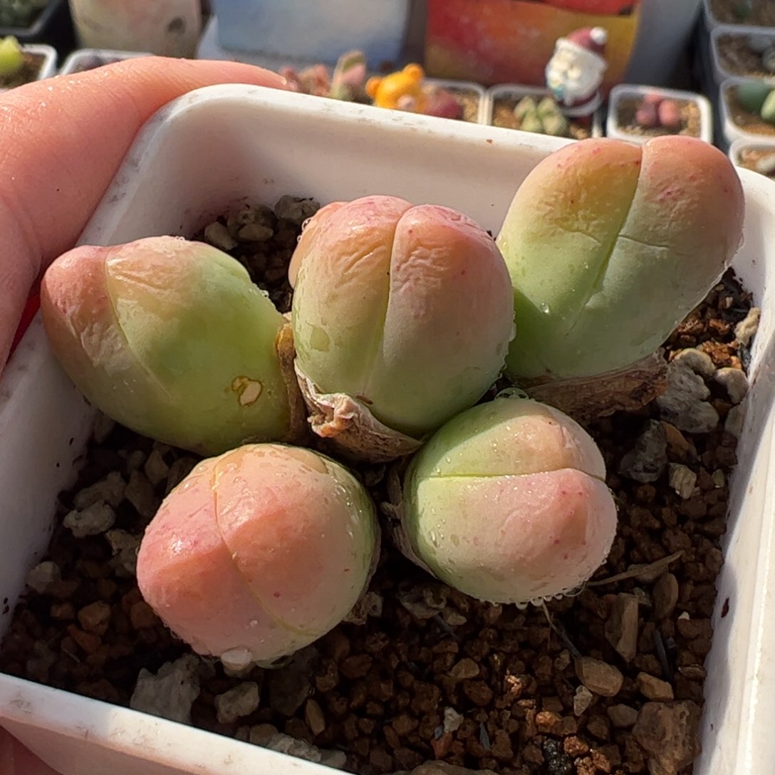 851多肉植物百科