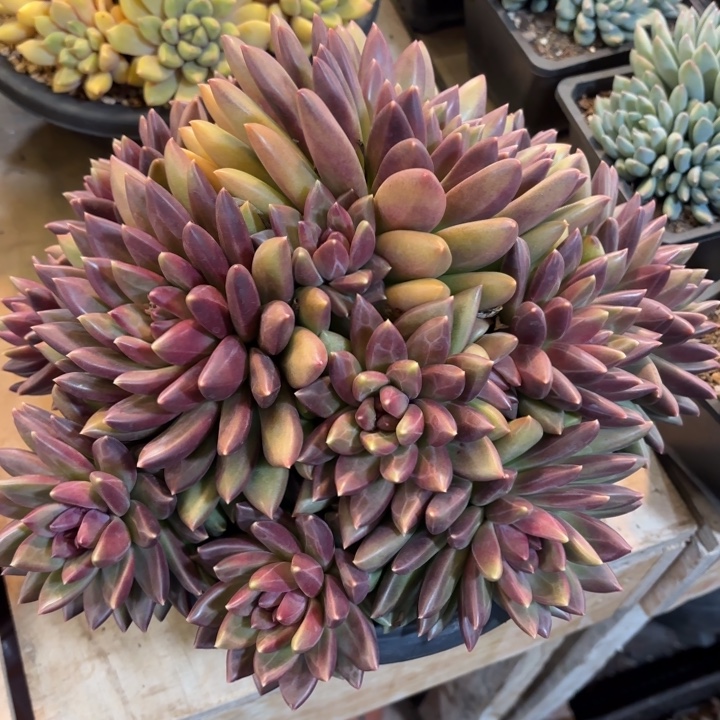 迷雾泡泡超大气走物流精品多肉