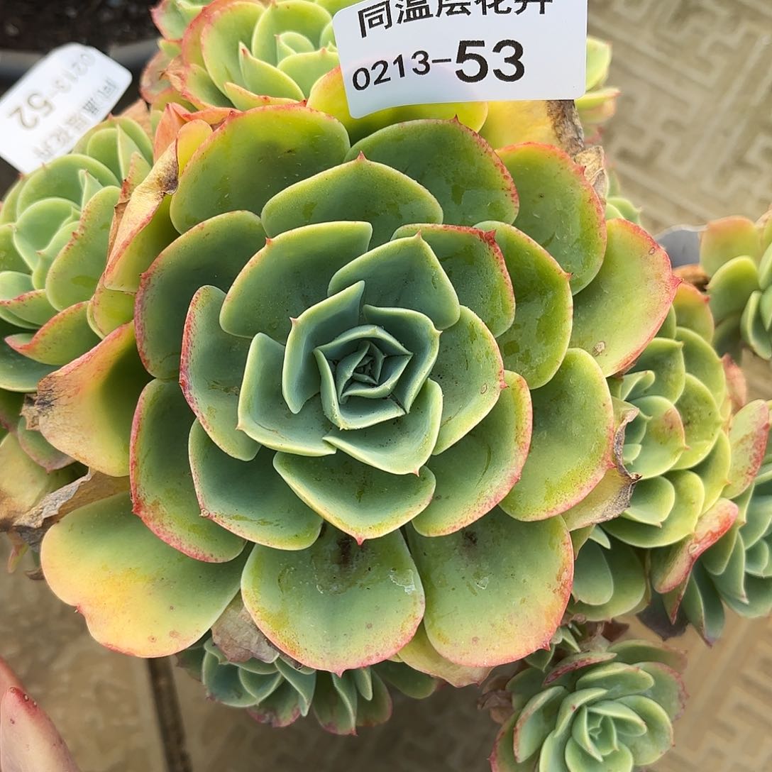 同温层多肉53柠檬玫瑰