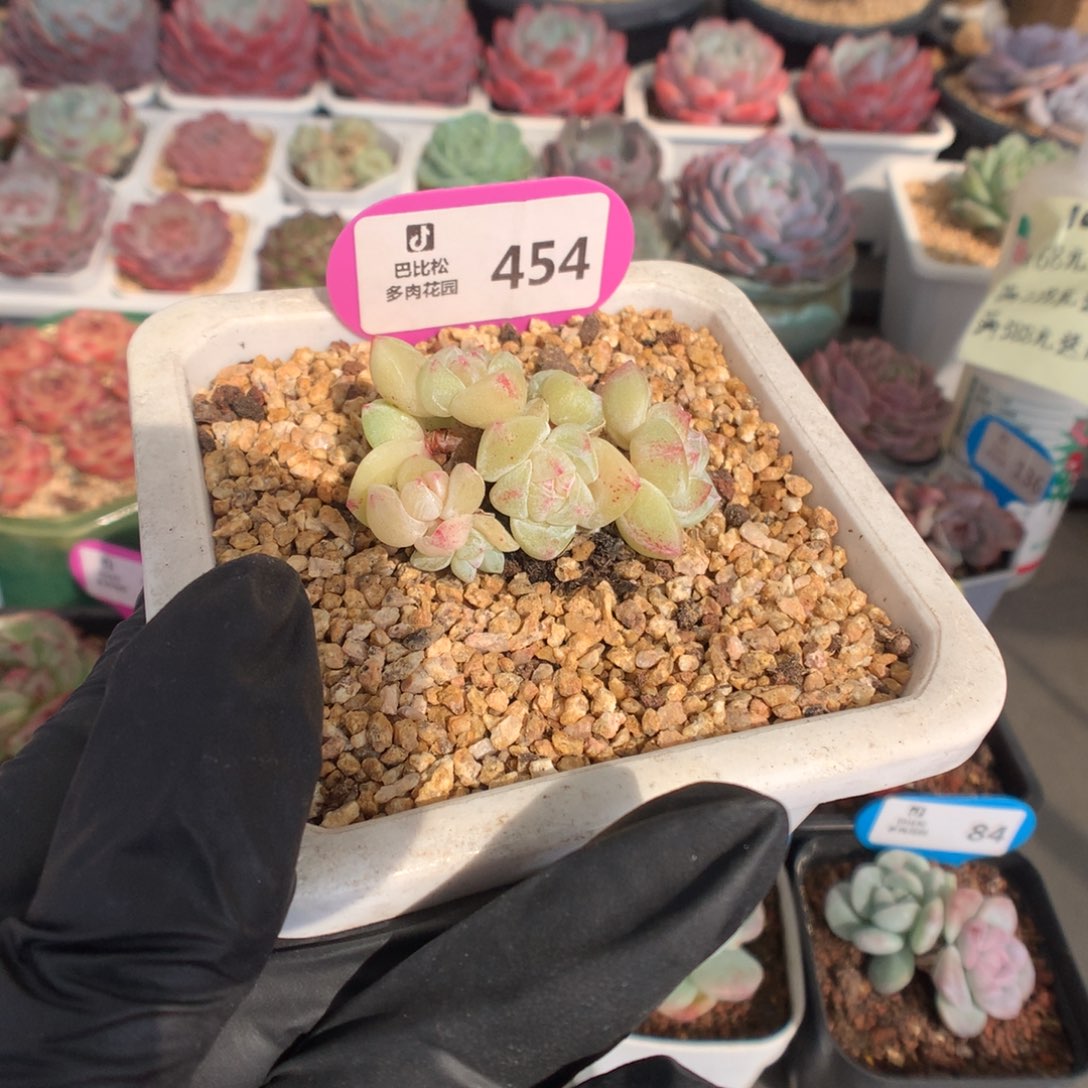 454 冰玉石化多肉