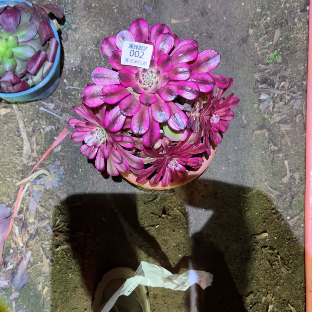 美姬法师多肉002