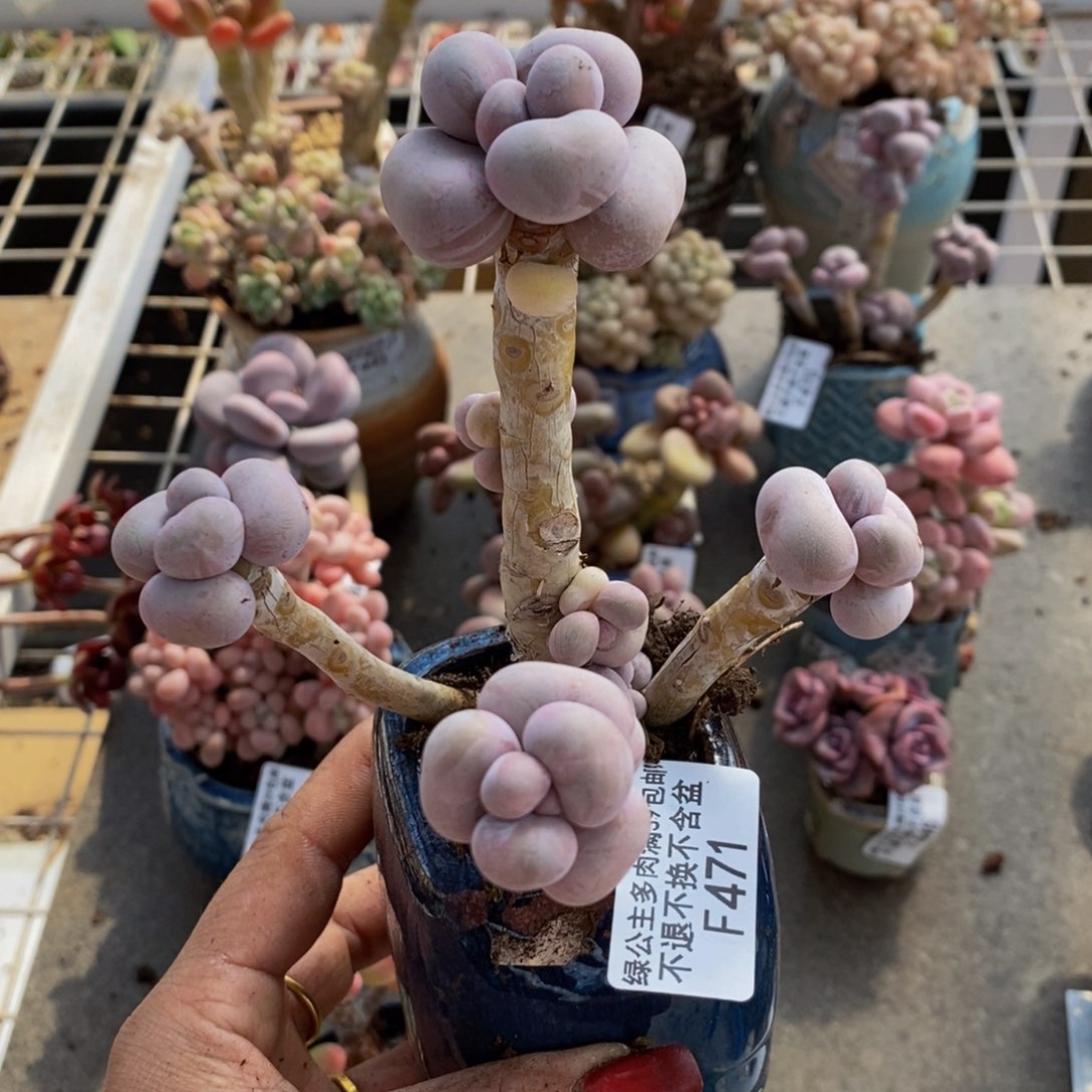 芭比奶酪471/10c m