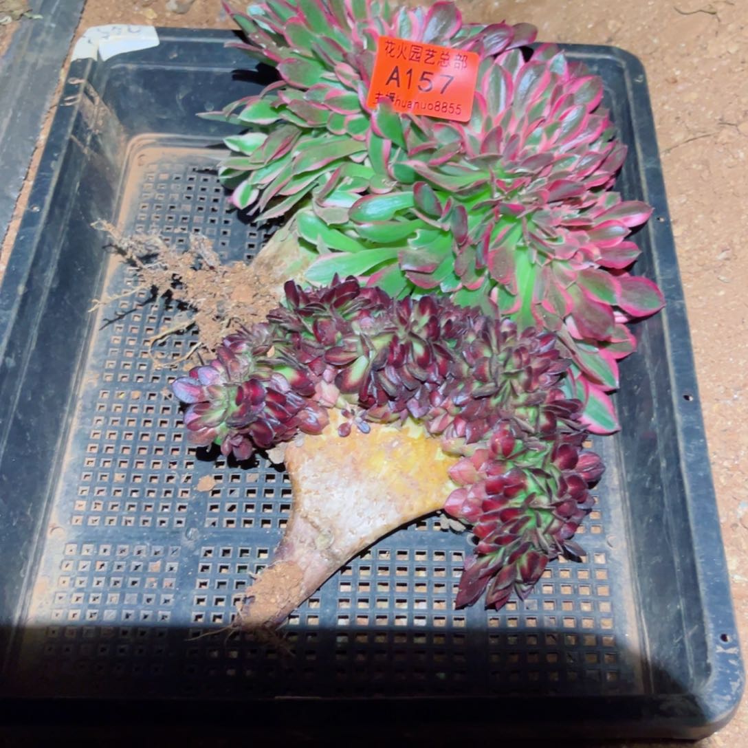 组合157多肉植物