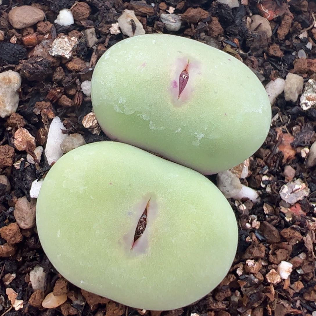 1417a母本红嘴多肉植物