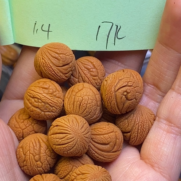 桃核吊坠秦岭龙纹桃核14尺寸