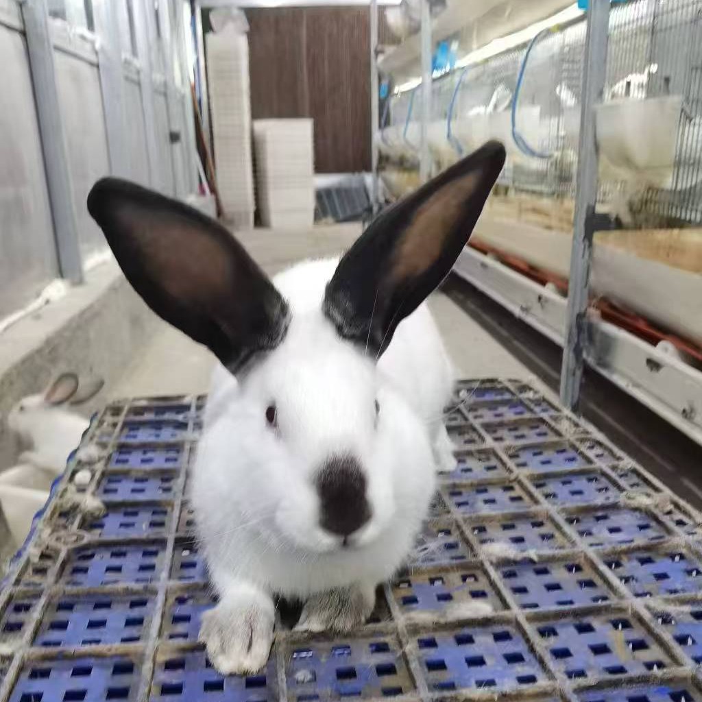 3斤以上种兔苗品种毛色可选比利时