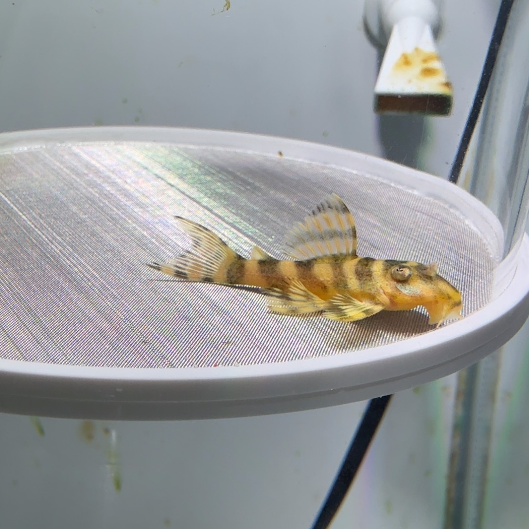 工具鱼47号皇室333