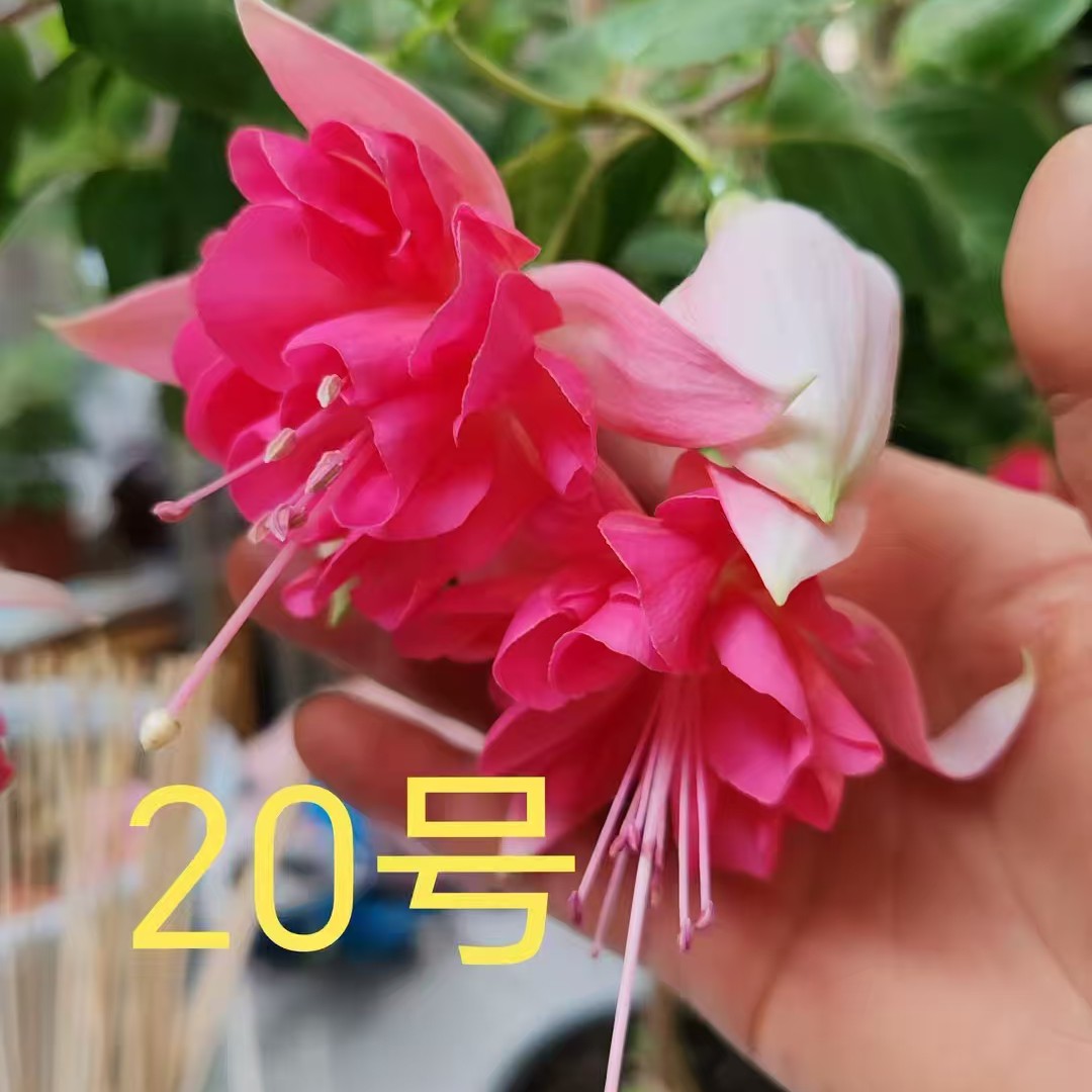 倒挂金钟20号盆栽