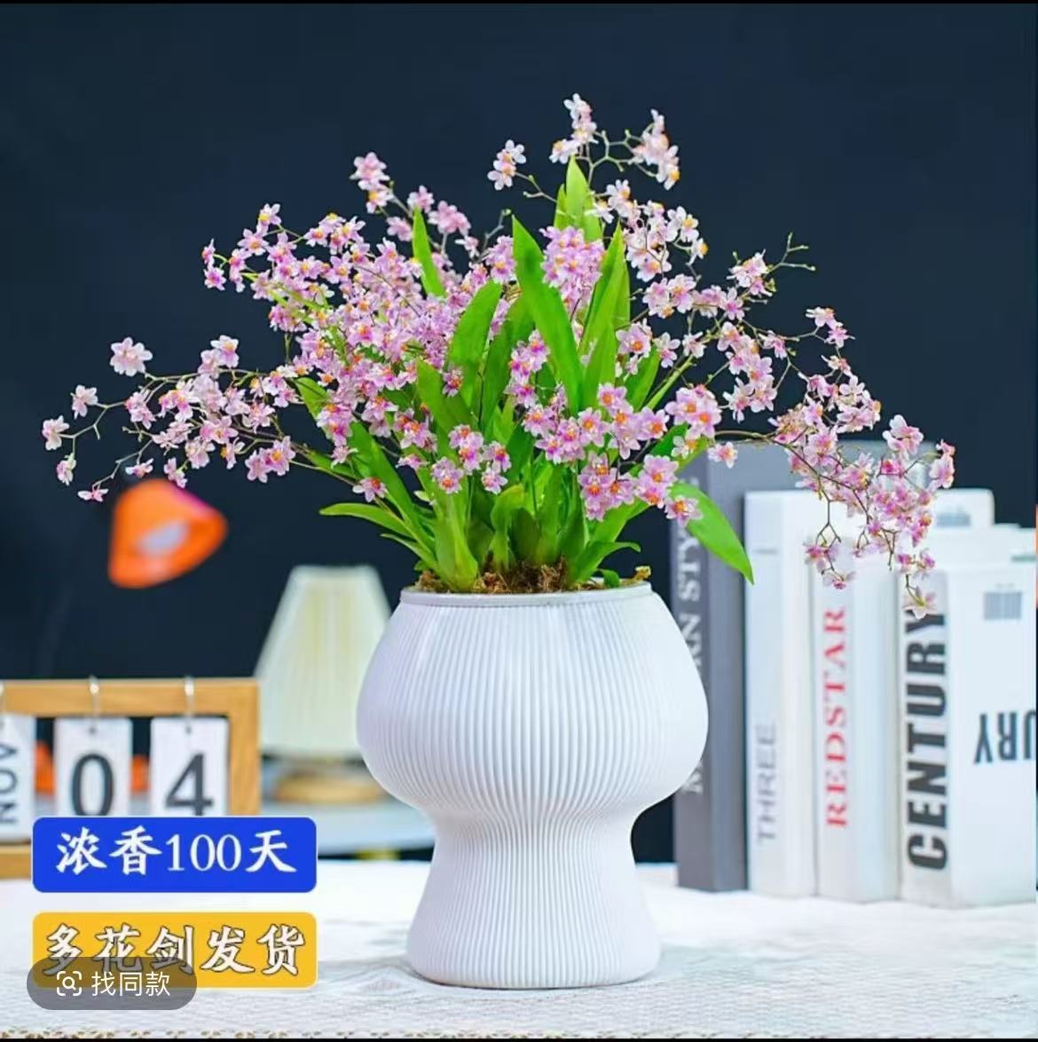 红粉色梦香文心兰浓香型花卉带蘑菇花盆发货适合办公室