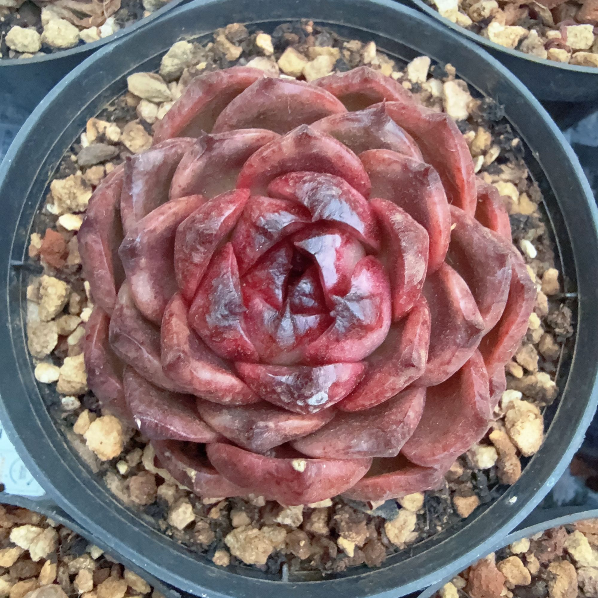 110#黑宝龙单头（5-7cm）脱土