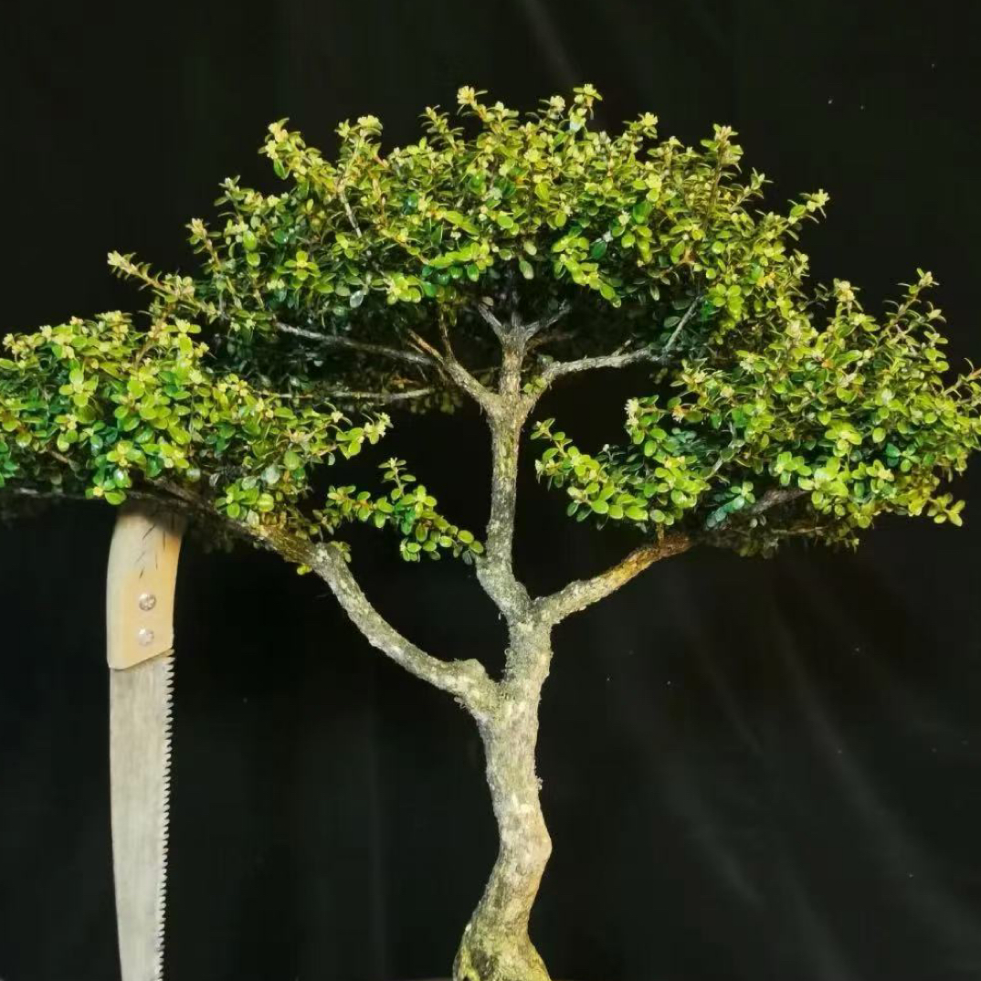 大别山珍珠黄杨盆景