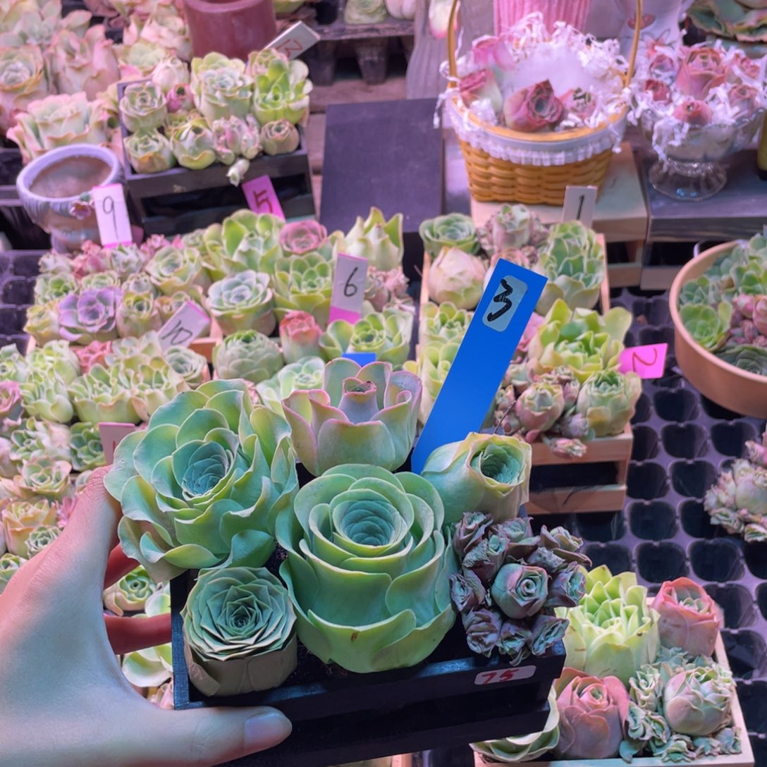 A***客多肉植物山地玫瑰75号