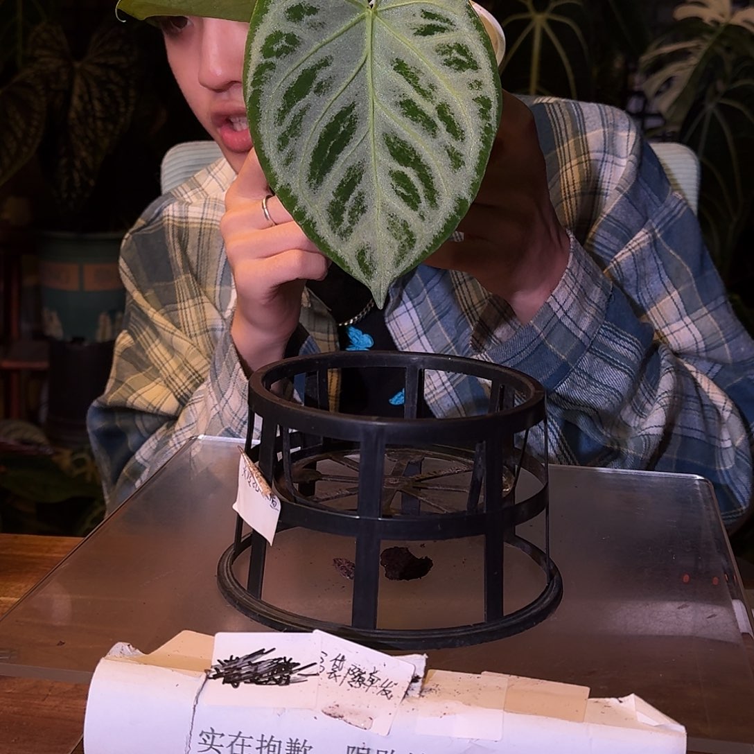不开花植物D123黑色面纱杂闪耀
