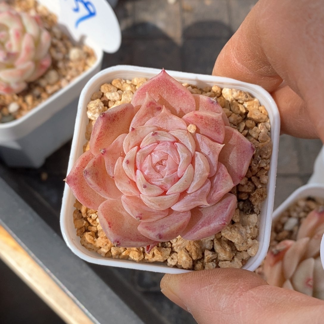 精品多肉一物一拍不包整144