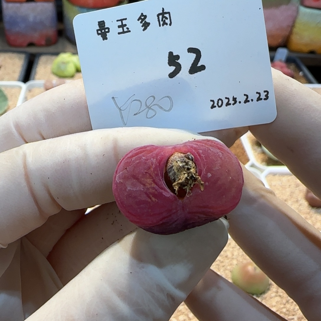 多肉多肉多肉2.23-052 