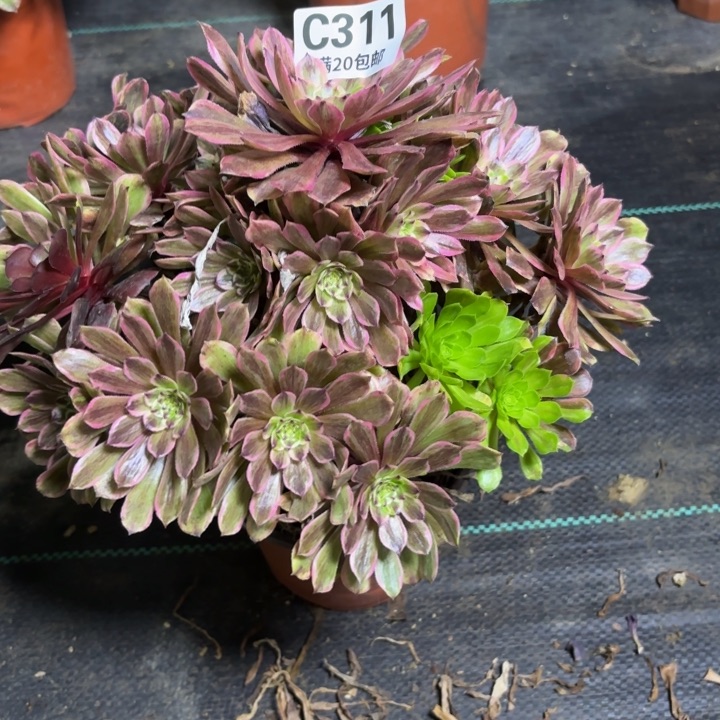 瑞妈一物一拍311