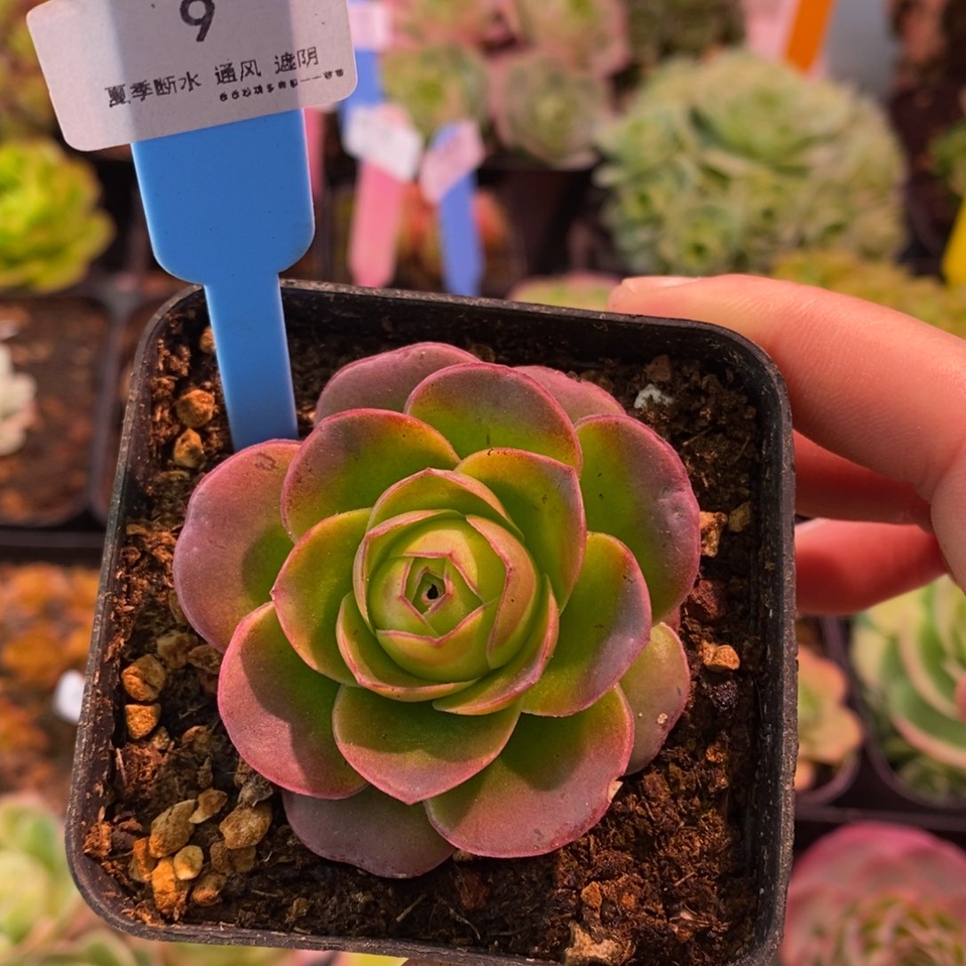 9号花雨橦——山地玫瑰