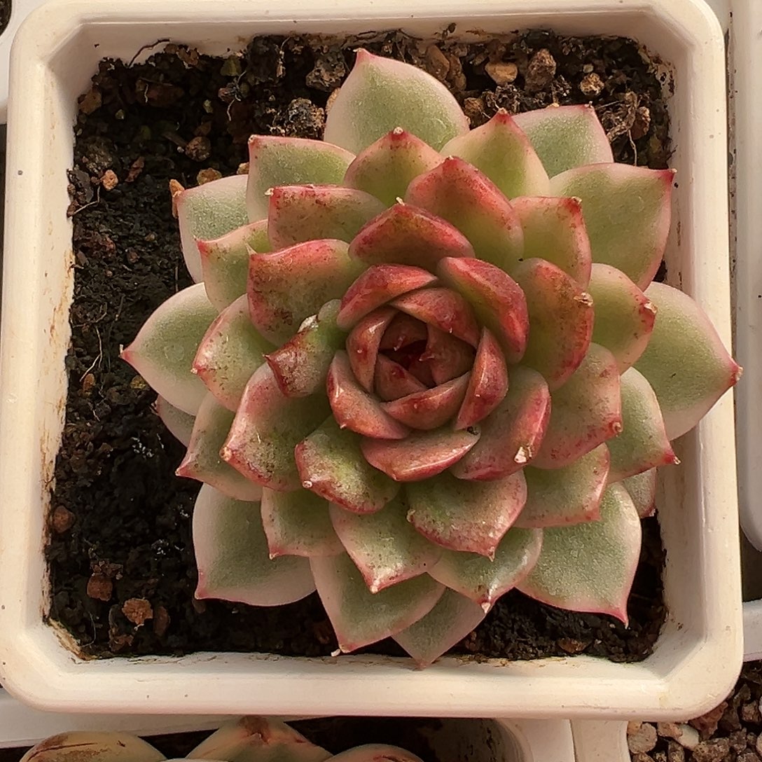 满38包邮黑水晶锦