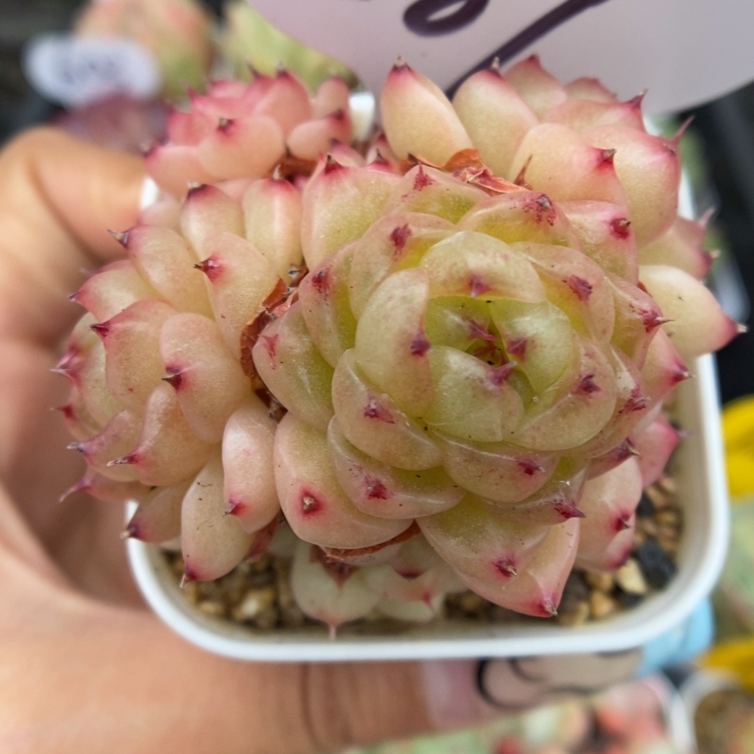 润玉珍妮群生589号