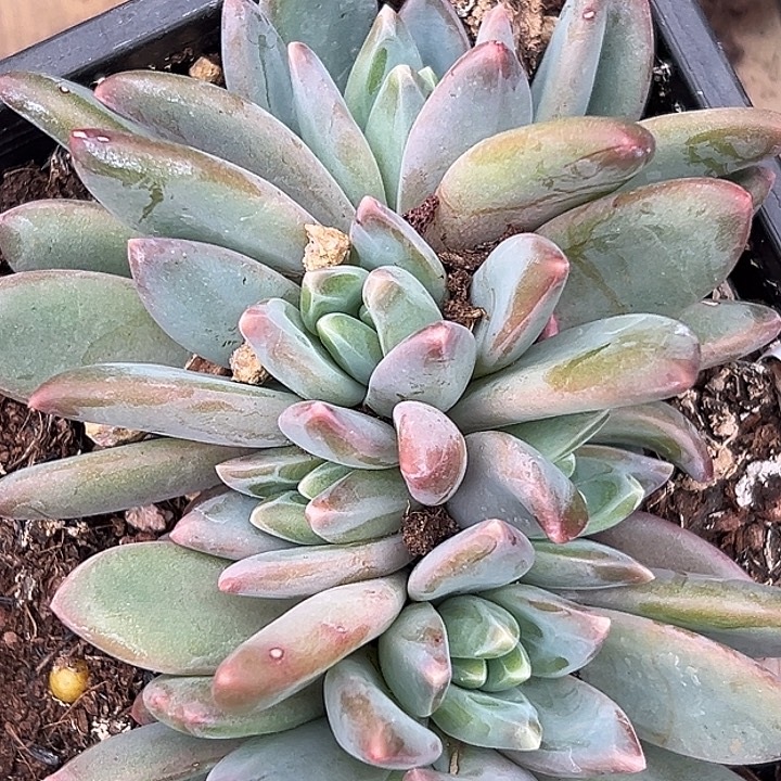 莱万特大群美人特价