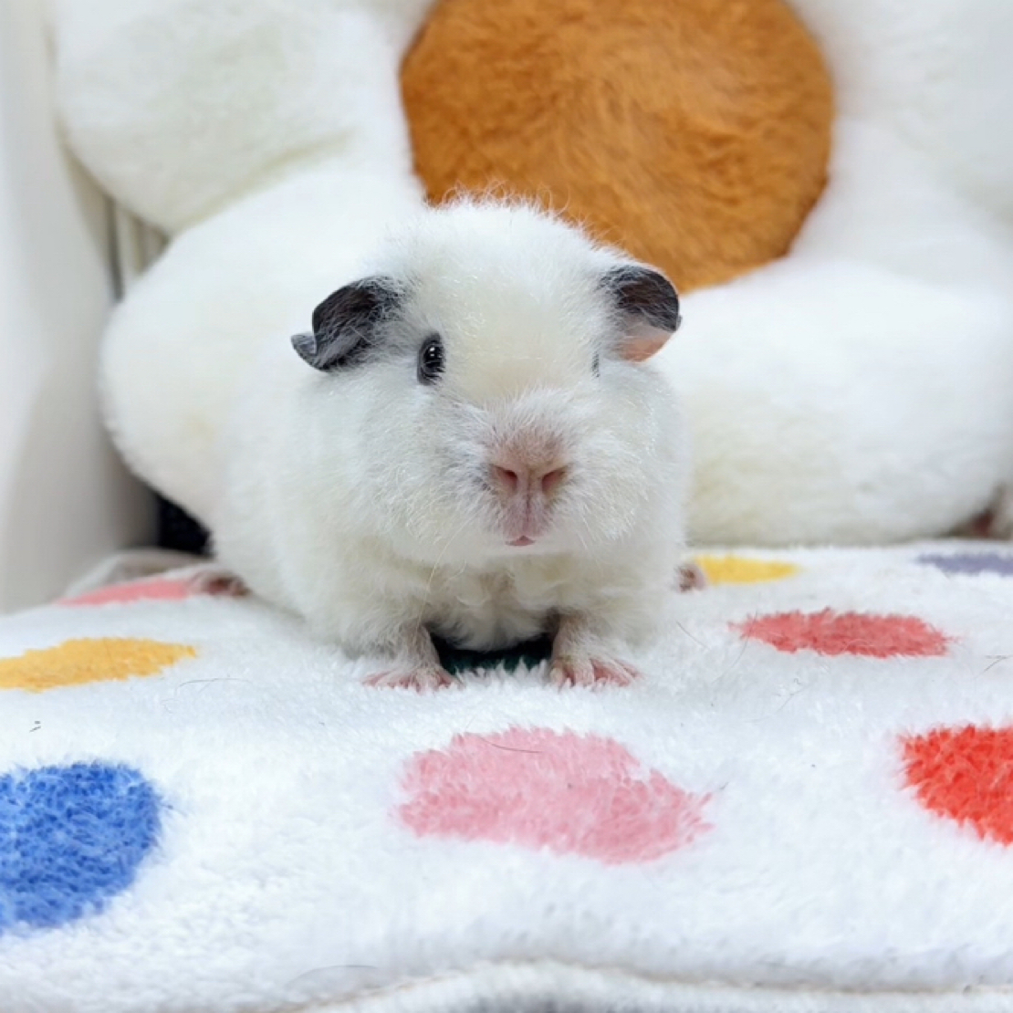 白美泰妹妹父母都是黑白开脸美泰 活体豚鼠荷兰猪