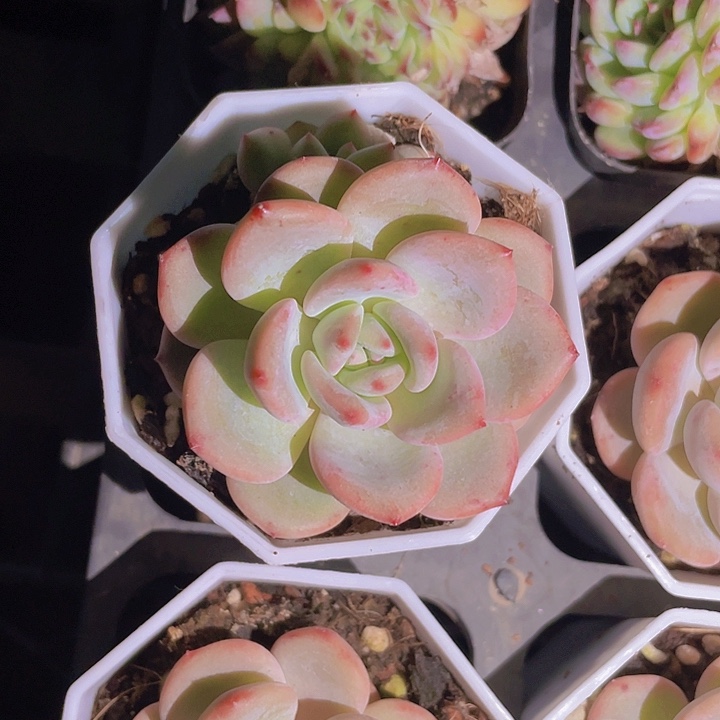 ?精品1-1双头小粉多肉植物