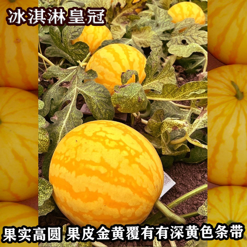冰淇淋黄冠黄皮黄壤西瓜籽大棚种植黄皮西瓜种子正品