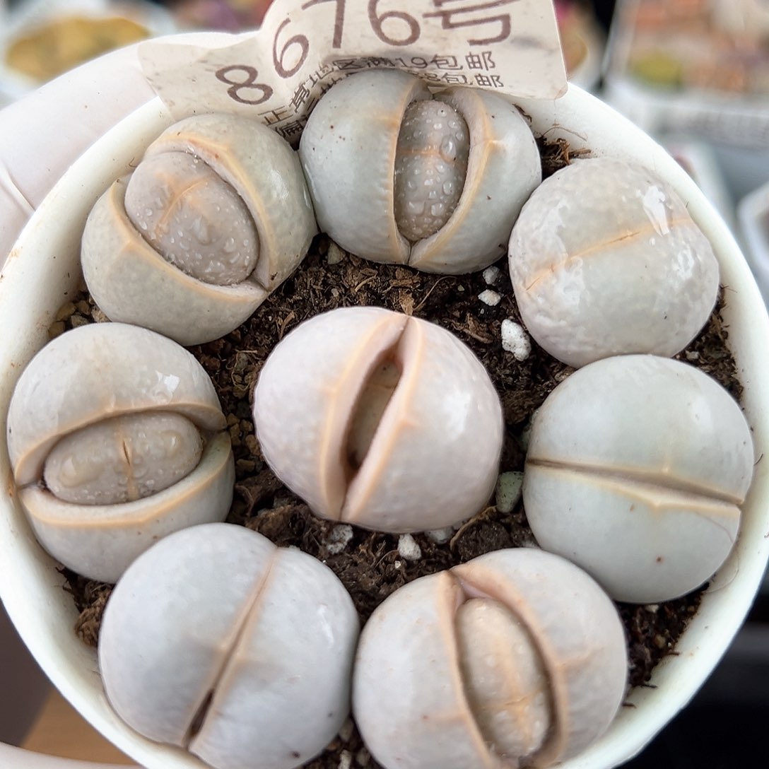 好养易活生石花大母本8676