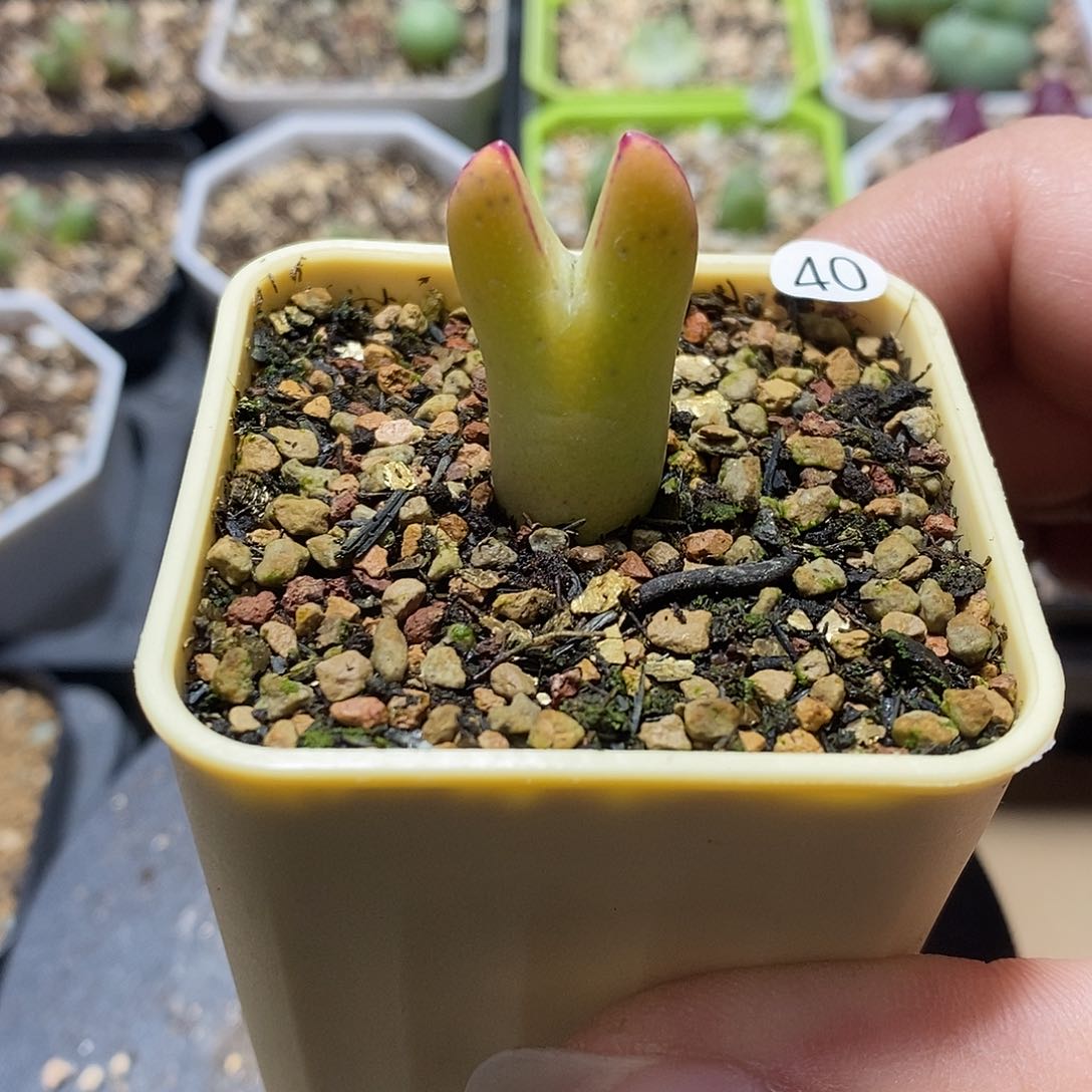 黄色比卡丘多肉植物40号