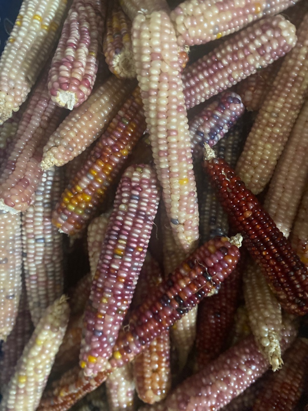 文玩玉米 女士文玩  手工玉米DIY  伴手礼  生日礼物 创意礼品