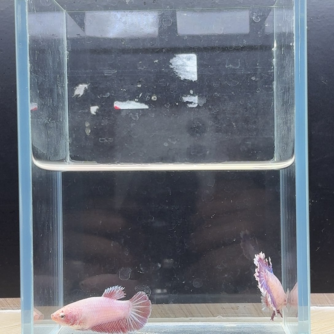 斗鱼泰国斗鱼母鱼