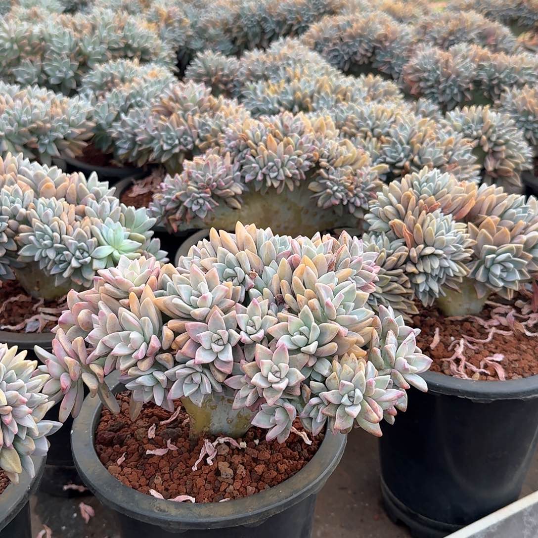 淡雪缀化多肉。  