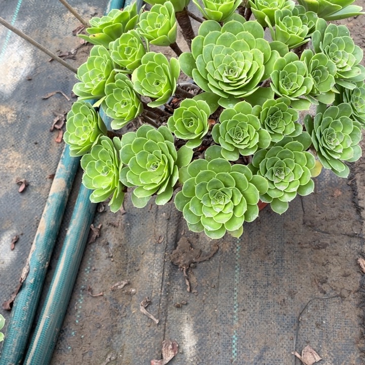 阳光玫瑰多肉植物27