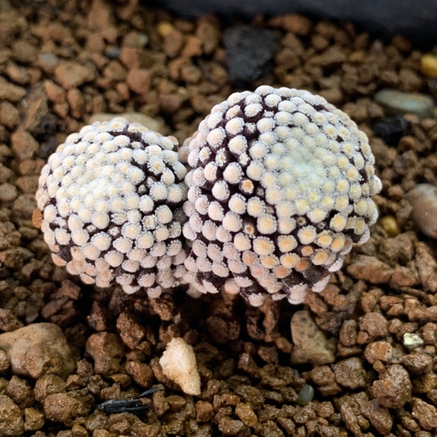 一物一拍 实生8年优选紫花双头松针牡丹 