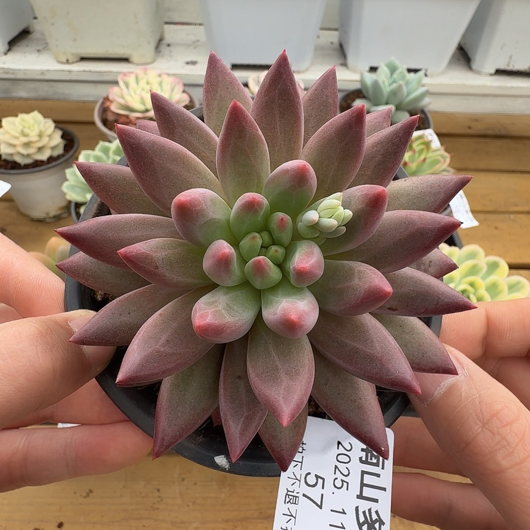 虞美人虞美人1104-57