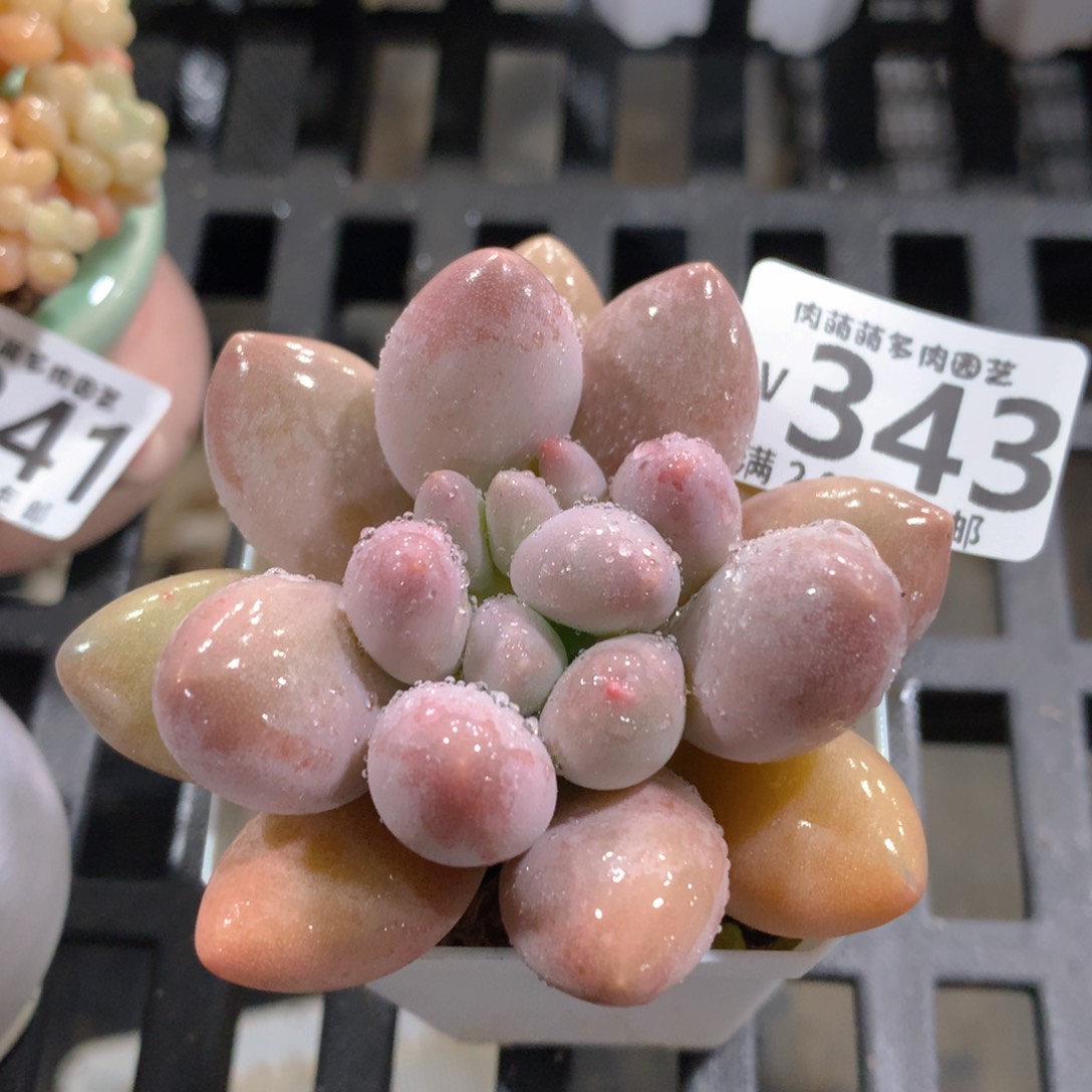 肉萌萌拇指盆精控多肉YV343