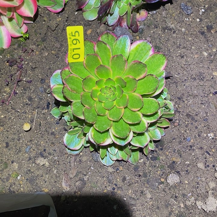 0195半夏多肉植物