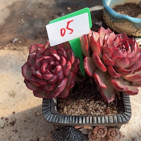 05万宝一个脱土多肉