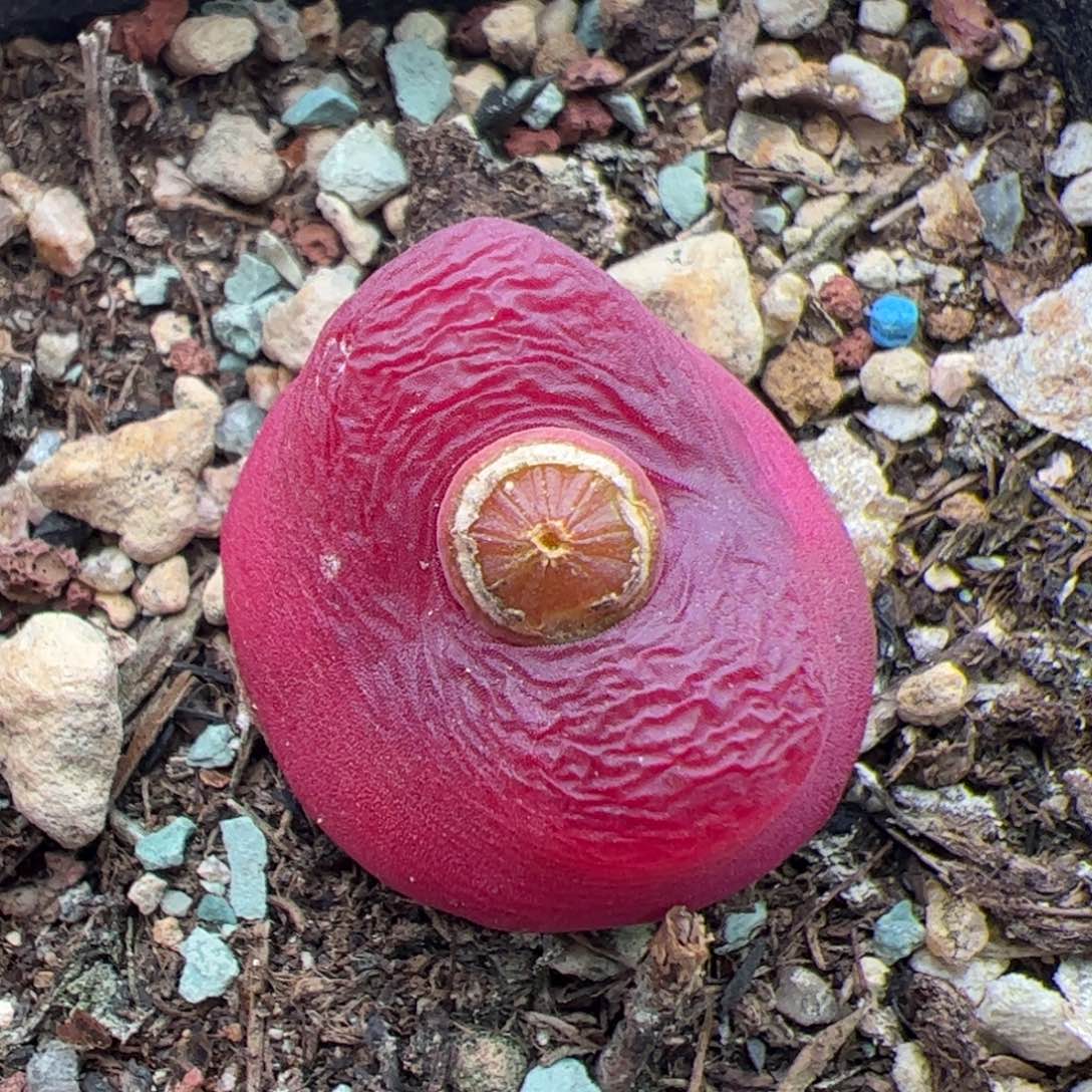 0360号毛 多肉植物