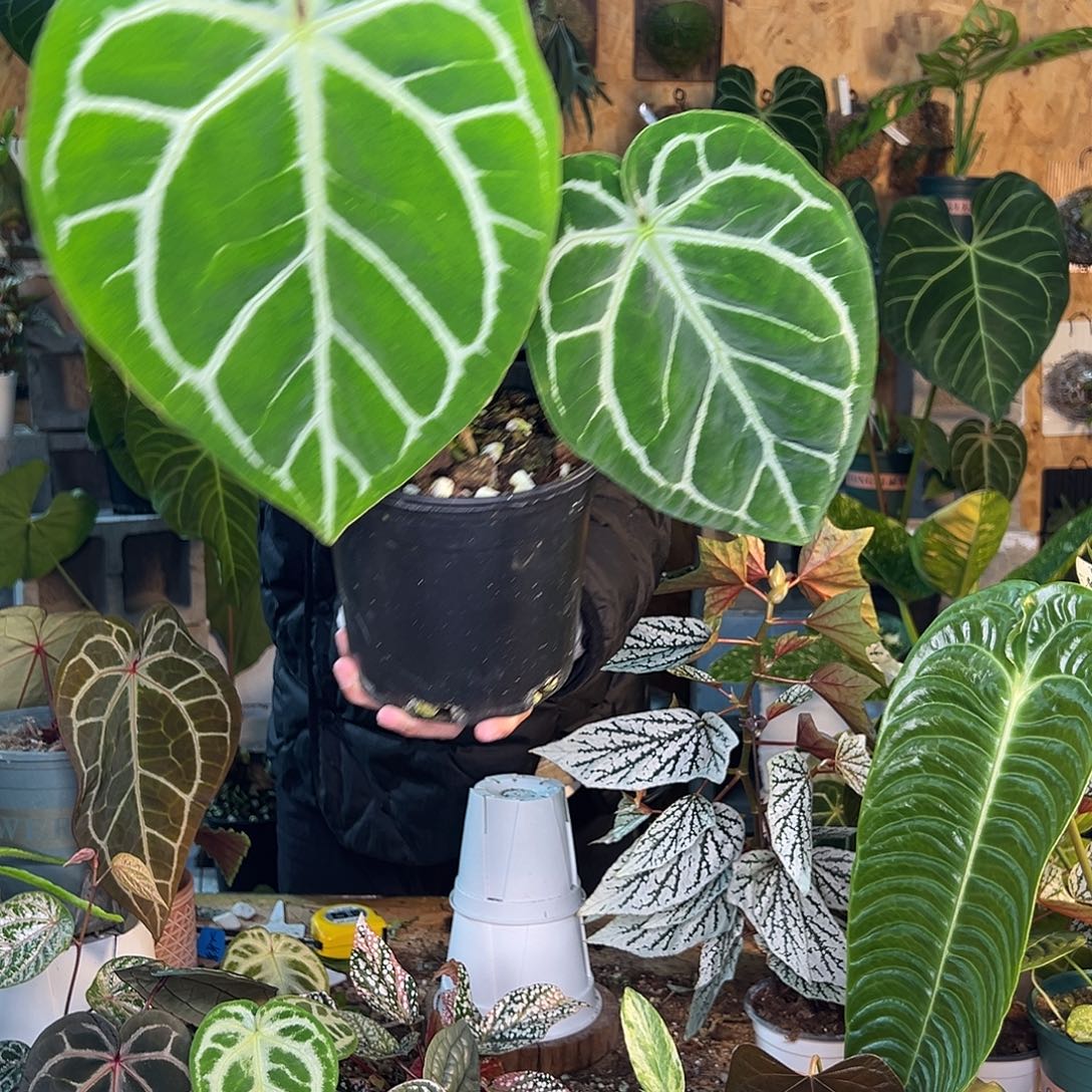 完全开放B05老桩花烛