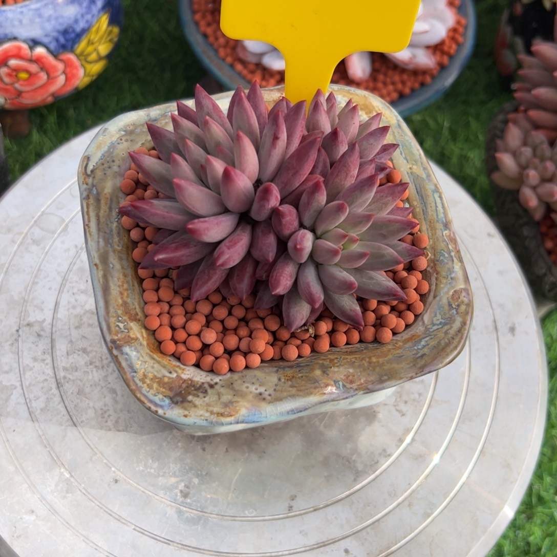 雪***云三头虞美人多肉植物