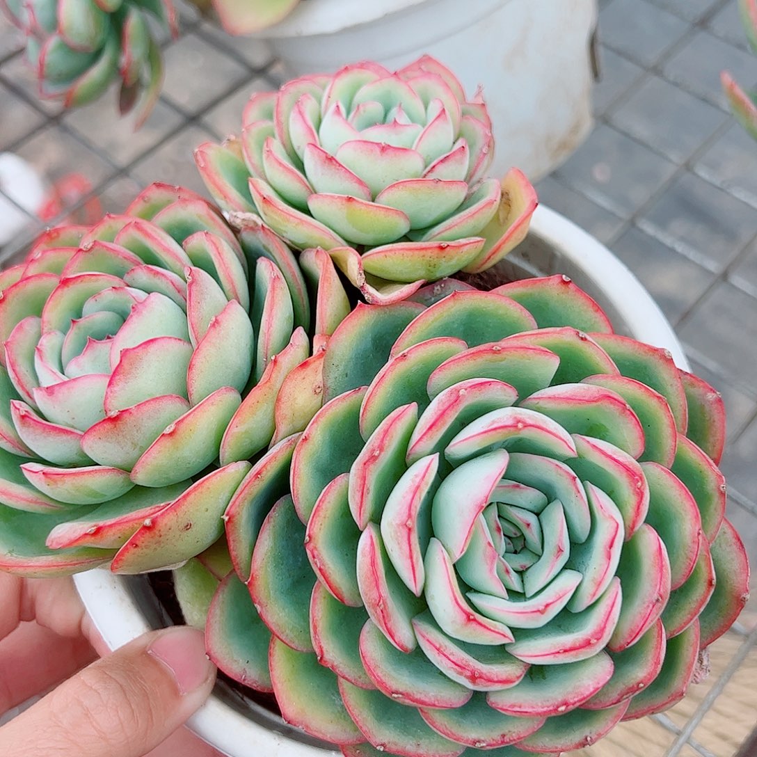 晨露多头群生精品特价