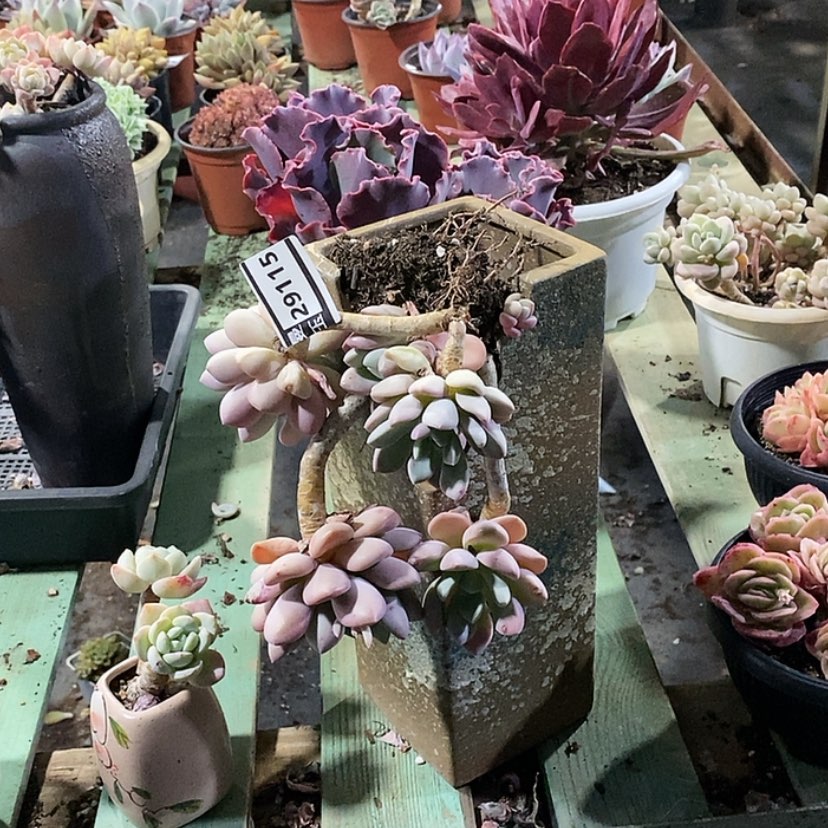 【闪购商品】花斑鹿29115