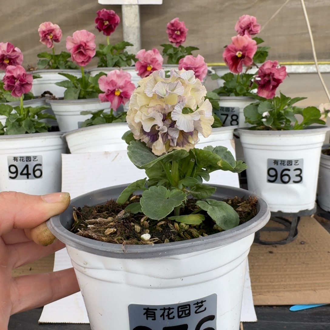 无花朵976号角堇