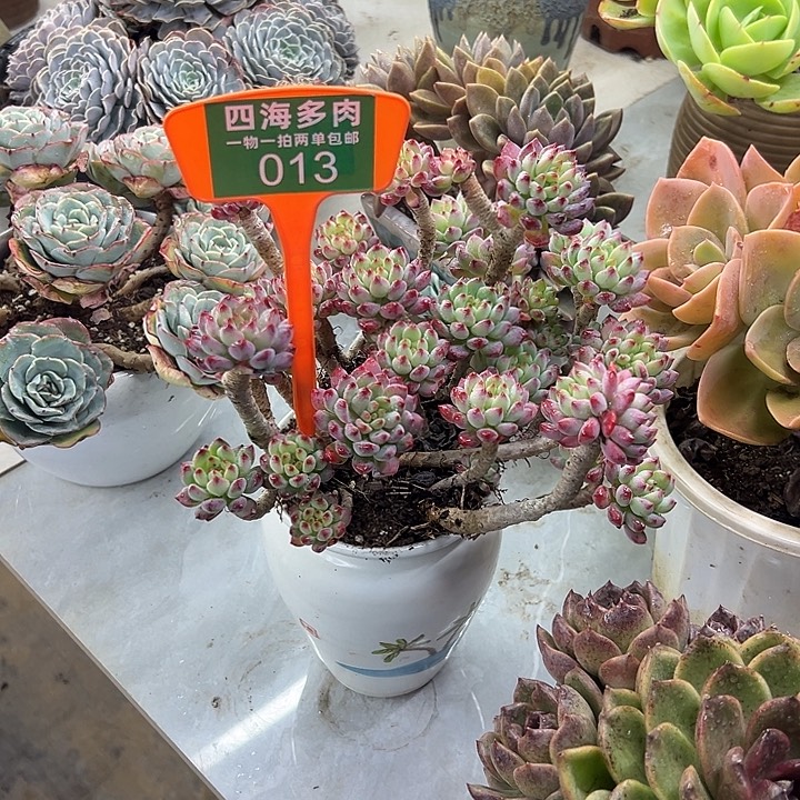 红***叶苹果多肉植物精华013
